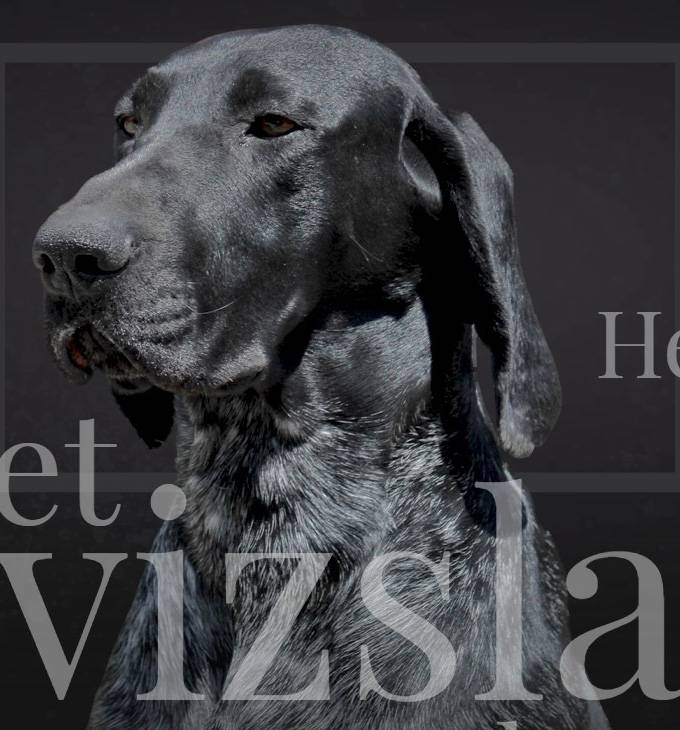 Hetharsi.hu - Héthársi Német Vizsla Kennel - reszponzív honlapkészítés