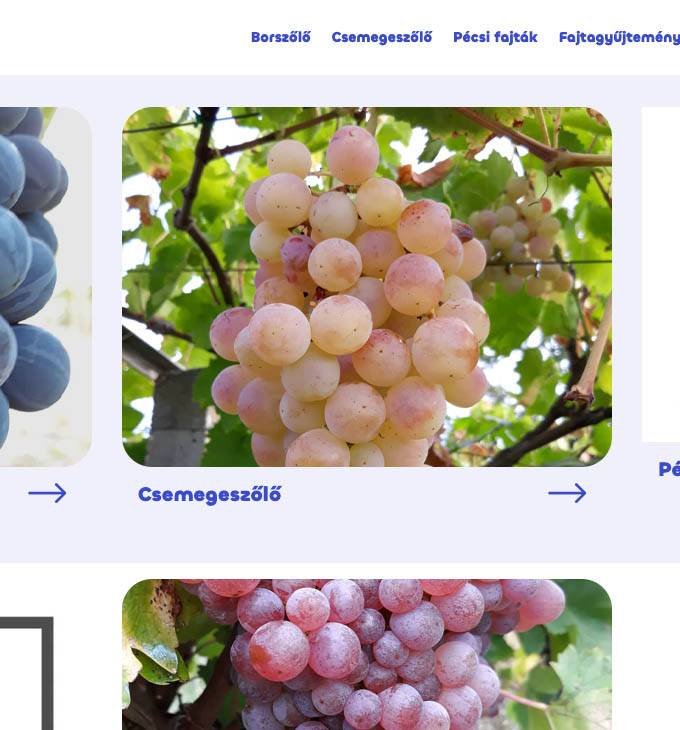 Pecsiszolo.hu - Pécsi szőlő - reszponzív webáruház készítés